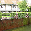 Montanus Bruges